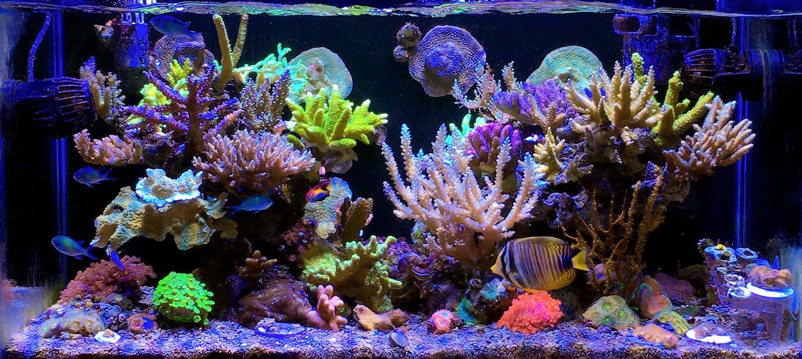 Tampilan setup SPS dominant